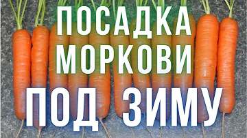 Посадка моркови под зиму. Как и когда сажать морковь под зиму