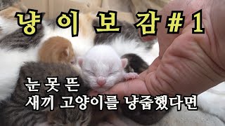 냥이보감 - 눈 못 뜬 새끼 고양이를 냥줍했다면