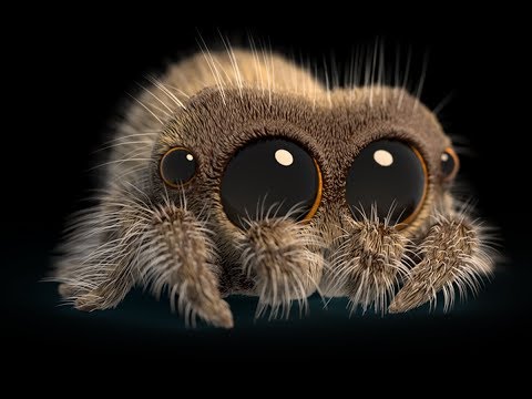 DÜNYANIN EN ŞİRİN ANİMASYONU I Lucas The Spider