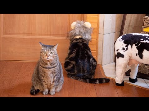 ライオンになったねこ。-Maru becomes a lion.-