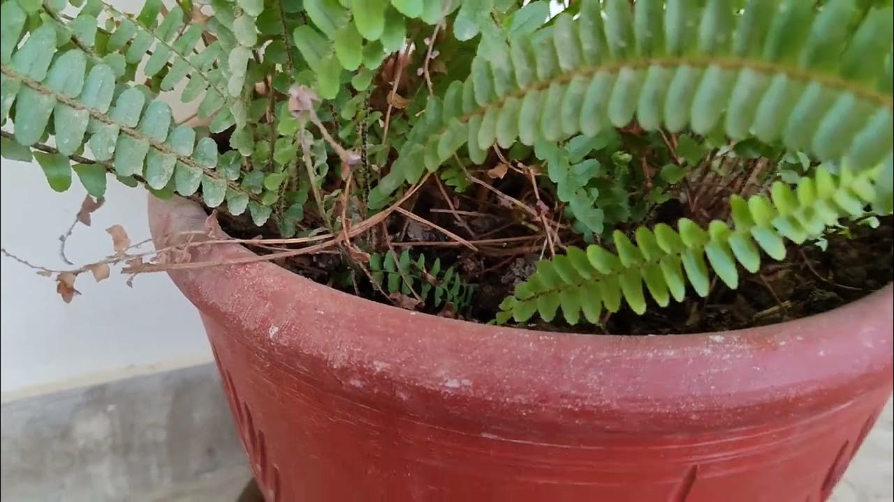 boston fern house plant, boston fern plant care, The best indoor plant