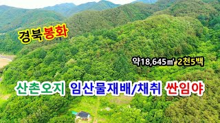 산림경영 임산물(산약초, 산나물 등) 및 버섯(송이, 능이 등) 재배.채취 소액임야매매, 탄소배출권 투자용싼임야, 싼땅이야기(매물번호 2263)