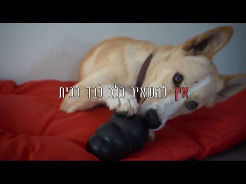 וִידֵאוֹ: דלקת הלבלב בכלבים - שאריות חג ההודיה רע לכלבים