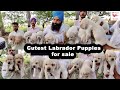 Labrador puppy’s long lasting love || Funniest &amp; Cutest Labrador Puppies || Dog show 2022