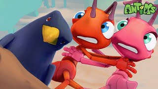 Heavy Meal | 😄🐜| Antiks Adventures - Joey and Boo's Playtime by Antiks Adventures - Joey and Boo's Playtime 1,376 views 2 days ago 1 hour, 35 minutes