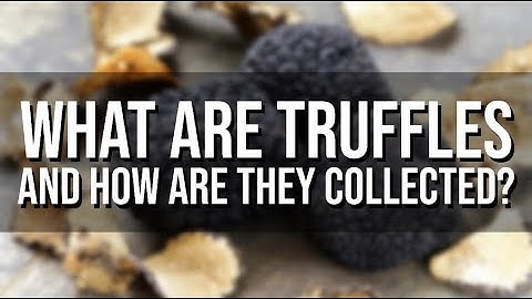 What Are Truffles and How Are They Collected?