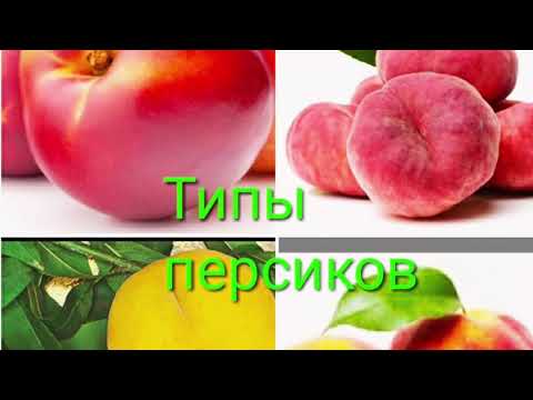 ТИПЫ ПЕРСИКОВ