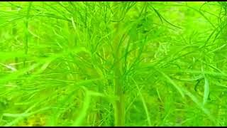 Video mentahan pendek original