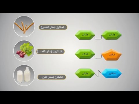 الكربوهيدرات Carbohydrates