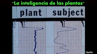 La inteligencia de las plantas La inteligencia de las plantas