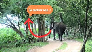 Rare Encounter: A Wild Elephant Interrupted Our Journey | Feel Nature