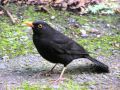 Голоса птиц-Черный дрозд (Turdus merula)