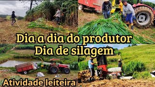 Como fazer uma silagem de Capiaçu de qualidade  #pecuariadeleite #agro #roça