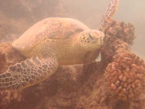 sea turtle cleaning itself in Waikiki Hawaii