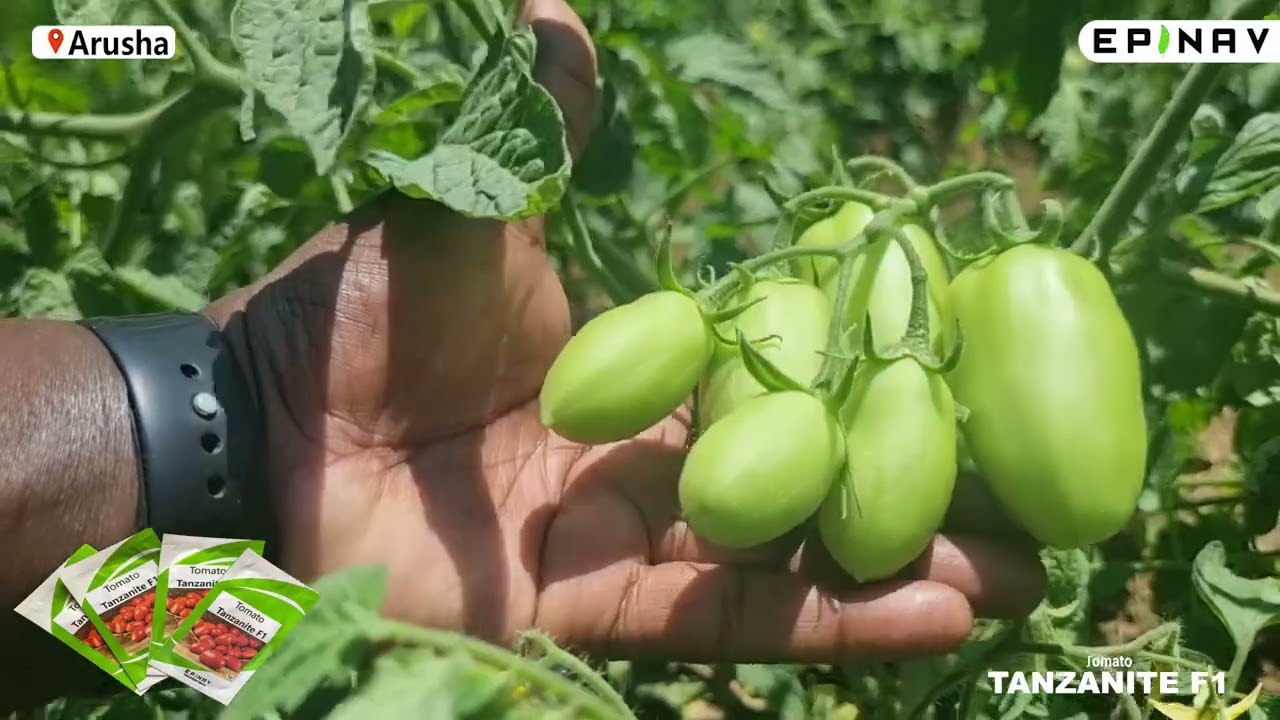 SHAMBA LA NYANYA BOMAKUBWA FARM ARUSHA, CAPTAIN F1, SALINA F1, TANZANITE F1 PIGA 0747906694