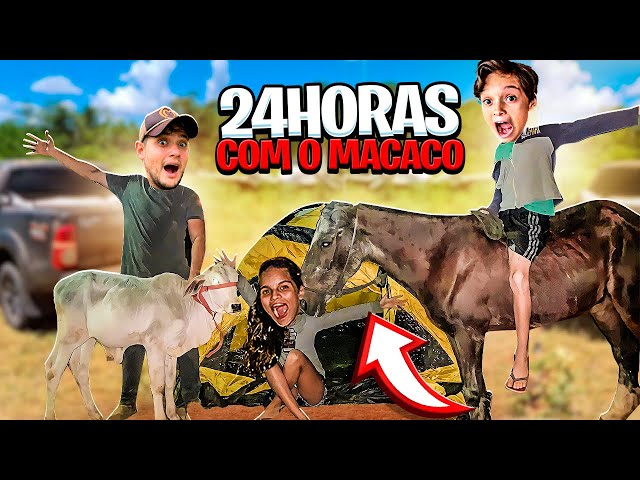A saga de Chapado, cavalo abandonado e ferido, adotado no interior