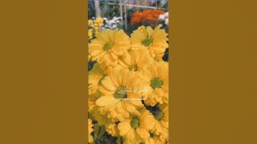 لأ_أله_ألأ_ألله✨🫀#راحة_نفسية #القرآن_الكريم#خشوع#قرآن#تلاوة#قراءة_قرآن#آيات#القرآن_الكريم#ذكر_الله