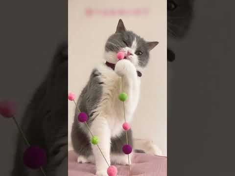 キレる猫　あずき【ブリティッシュショートヘア 猫 こむぎにあずき】 #shorts