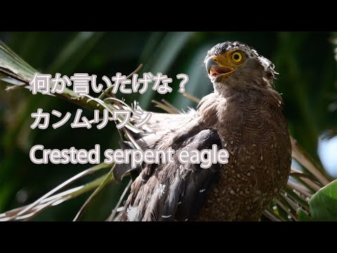 【何か言いたげな？】カンムリワシ Crested serpent eagle