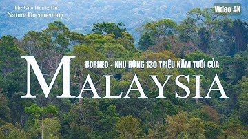 RỪNG BORNEO - Trái tim hoang dã của MALAYSIA | #thegioidongvat #malaisia