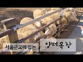 Vlog 서울근교에 있는 입장료가 없는 양떼목장 가보기 | 아이들과 함께 힐링하기 좋은 가족 여행지 추천 | 혼자가보는 양떼목장 | 연인들 데이트 코스 | 서울 근교여행
