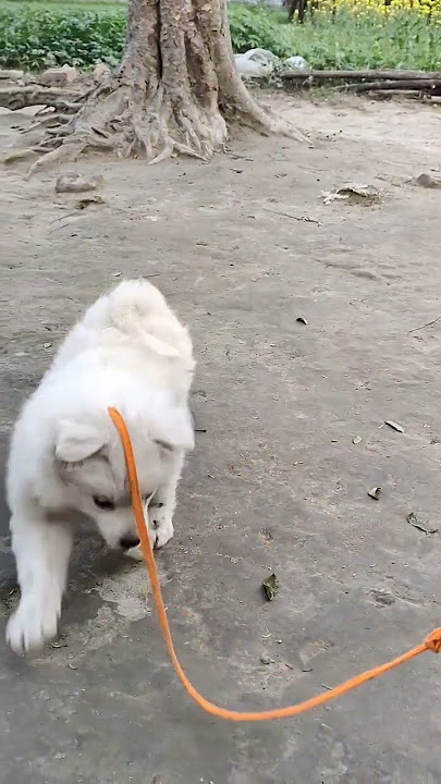 #dazzy