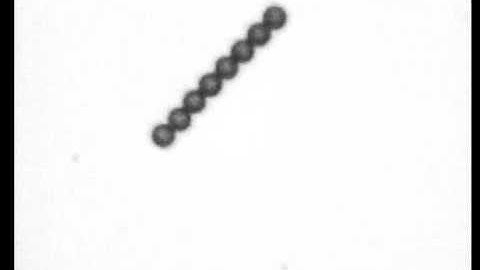 vibrating chain 8 particles