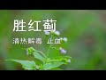 【胜红蓟】霍香蓟,入侵物种,可以止血!