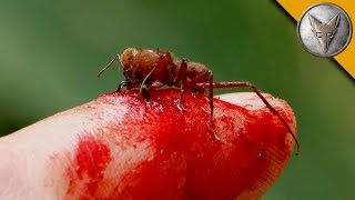 Brave Wilderness | Flesh Ripping Ants?
