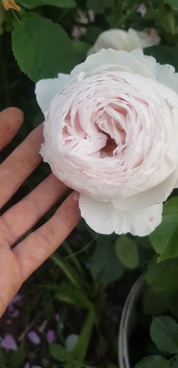 Розa aнглийская Герцогиня Кристиана| Englische Rose Herzogin Christiana ...