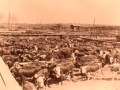 Fort Worth Stockyards - History