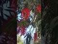 #Bottle #brush #tree
