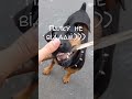 Ягдтер&#39;єрчік Юна. Роби зі мною що завгодно  Hunting terrier Do whatever you want with me