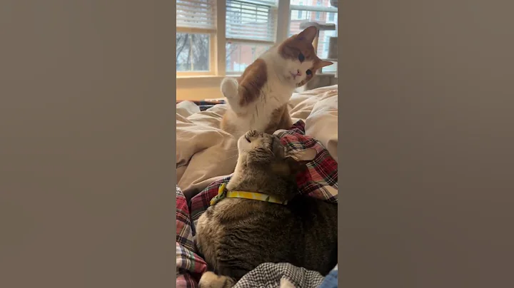 Video 6751701: cat kitten toys kitty, cat kitten kitty cute, cat kitten kitty funny, smallest kitten cute cat, kitten playing kitty