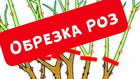 ОБРЕЗКА ПОЧВОПОКРОВНОЙ РОЗЫ АСПИРИН!