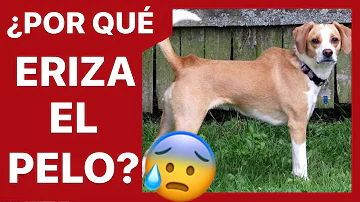 ¿Por qué se va el lomo de los perros?