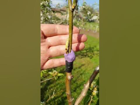 Успешно прихващане на калем на разцеп. - YouTube