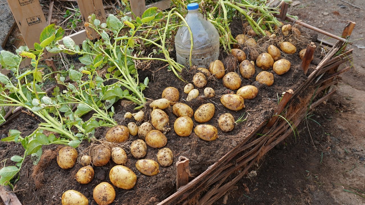 Do you like to eat potatoes? Tips for growing potatoes for many tubers