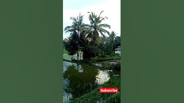 persawahan desa Ciparay kab Bandung #shorts