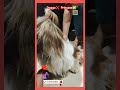Doggo❌Princess✅#dog #pets #doglover #petlover #bollywood #cute #cutedog #lovable #cutiepie #ytshort