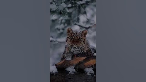 واستغفروا الله إن الله غفور رحيم سورة البقرة القارئ عبدالرحمن مسعد😍