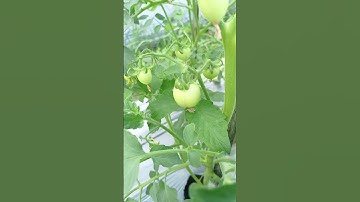 Cara pemangkasan tomat agar berbuah lebat