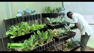 A farming model that encourages Youth to get into farming - Vertical gardens |part 1|