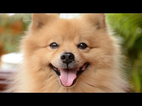 Vídeo: Diferencia Entre Spitz Alemán Y Pomerania