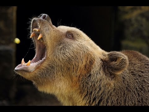 Video: Medvjed s naočarima je južnoamerički rođak sibirskog medvjeda