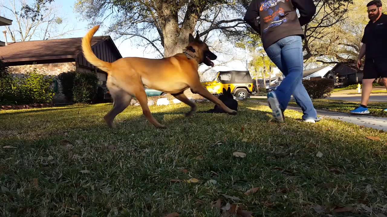 Best Dog Trainers In Houston, TX Sophie German Shepherd 5 5mo Board and