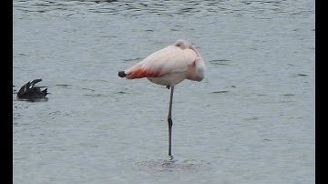 Flamingo en Reuzensterns Kinseldam 8 oktober 2025 Kinseldam 8 oktober 2025
