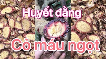 Lên rừng lấy cây thuốc quý/cây huyết đằng (cỏ máu ngọt)