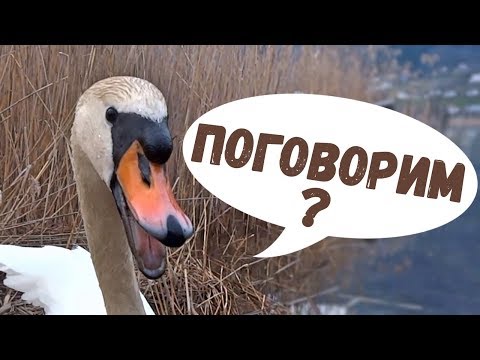 Video: Grafas Ir Jo Buvęs Drauge