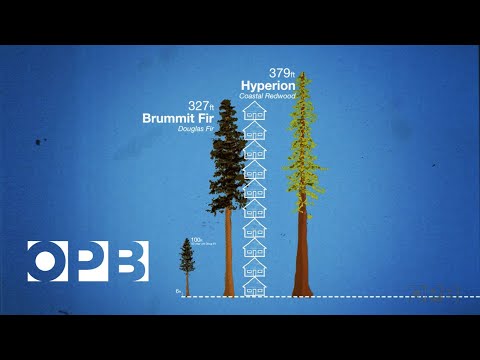 Video: How To Grow A Fir